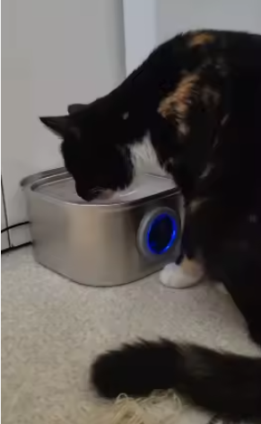 Inneskatt kattvattenfontän i hemmiljö