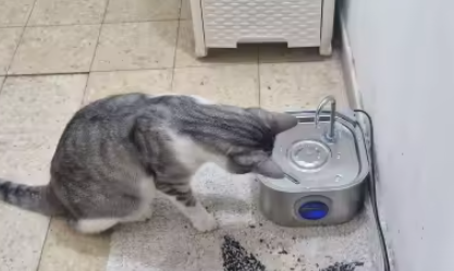 Inneskatt kattvattenfontän i hemmiljö
